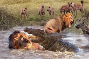 Amazing Wild Animals Attacks - Wild Animal Fights  Camera | Wild Animals  Fights , #JMSCFOREST