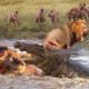 Amazing Wild Animals Attacks - Wild Animal Fights  Camera | Wild Animals  Fights , #JMSCFOREST