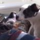 Amazing animal friendships: Rescue pigeon and puppy
