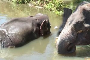 An elephant that escaped hunters being rescued by awesome people