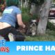 An unexpected rescue of Prince Harry!