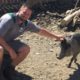 Animal Adventures with Jordan: African Warthog