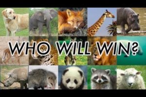 Animal Fight Championship - Round 3 and Finale!