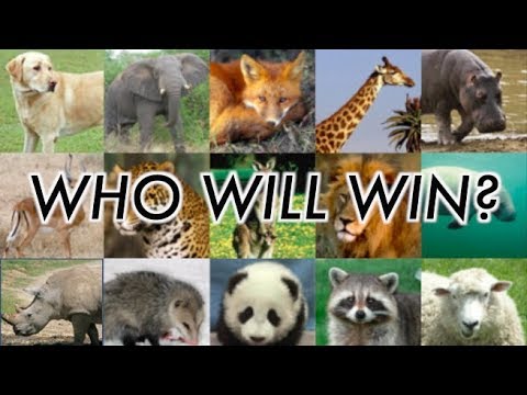 Animal Fight Championship - Round 3 and Finale!