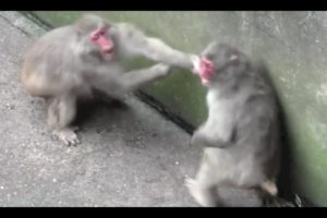 Animal Fight.Monkey fight