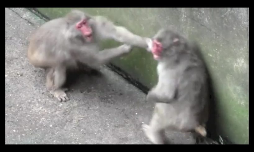 Animal Fight.Monkey fight