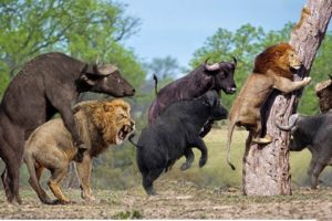 Animal Fights 2019 - Hyenas kills the Buffalo for food - Bear vs tiger, lion vs buffalo...