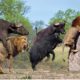 Animal Fights 2019 - Hyenas kills the Buffalo for food - Bear vs tiger, lion vs buffalo...