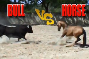 Animal Fights: Bull Vs Horse Fight Caught On Camera