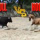 Animal Fights: Bull Vs Horse Fight Caught On Camera