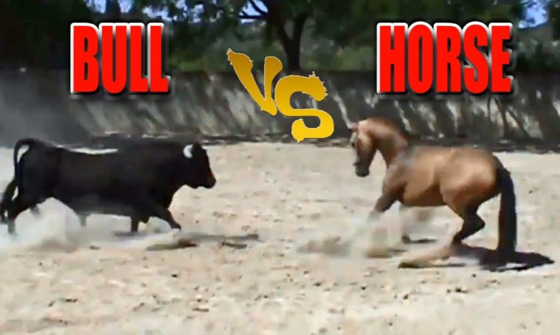 Animal Fights: Bull Vs Horse Fight Caught On Camera