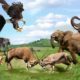 Animal Fights Caught On Camera | Lion vs Crocodile, King Cobra vs Elephant vs Buffalo Python Snake
