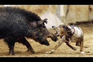 Animal Fights - Wild Boar Attacks Hunting Dogs Documentary