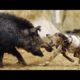Animal Fights - Wild Boar Attacks Hunting Dogs Documentary