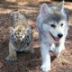 Animal Pictures | Cute Puppies & Kittens - Funny Baby Animal Photos