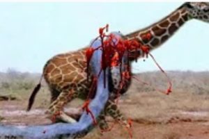 Animal Vs Animal fight - Most Amazing Moments of Wild Animals Fights - Wild Discovery Animals