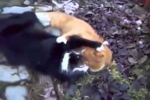 Animal World Cat fights extreme nature Best animals fights  with wild 2016 animals lion tiger bear a