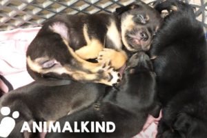 Animal rescuers save 13 puppies in dense woodlands | Animalkind