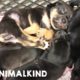 Animal rescuers save 13 puppies in dense woodlands | Animalkind