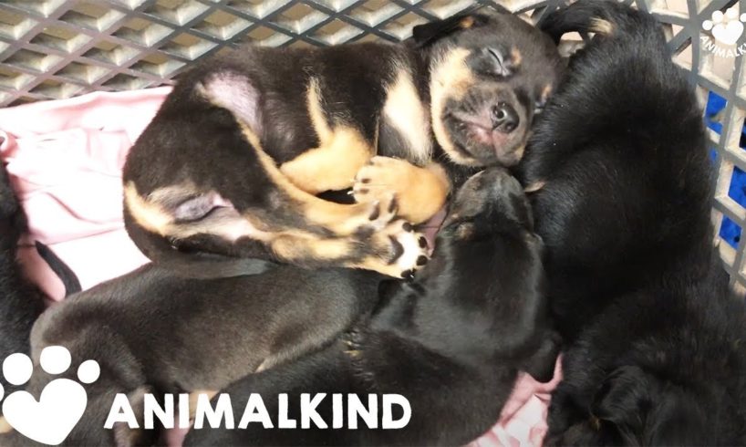 Animal rescuers save 13 puppies in dense woodlands | Animalkind