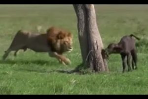Animals Attack Crocodile, lions, hippo, wild dogs - Real Animals fights