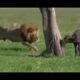 Animals Attack Crocodile, lions, hippo, wild dogs - Real Animals fights