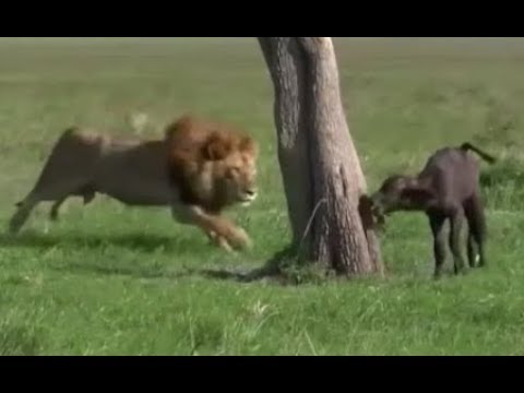 Animals Attack Crocodile, lions, hippo, wild dogs - Real Animals fights