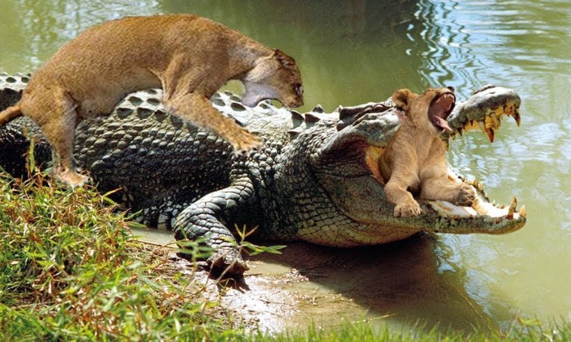 Animals Fight 2019 - Leopard vs Crocodile, Hyena vs Lion - Let's Explore the Animal Planet 2019