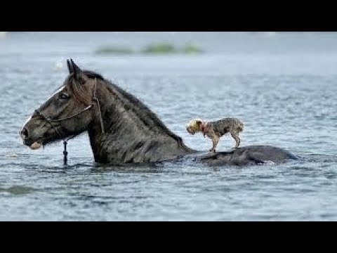Animals Heroes Helping And Rescuing Other Animals - Compilation 2019