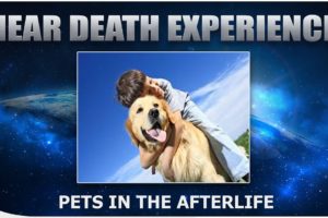 Animals In Heaven - ( Do Pets Go To Heaven?) - NDE Stories