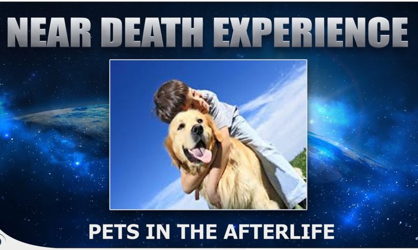 Animals In Heaven - ( Do Pets Go To Heaven?) - NDE Stories