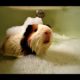 Animals Love Bath Time Compilation