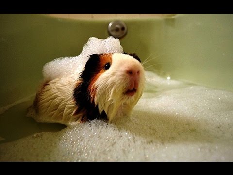 Animals Love Bath Time Compilation