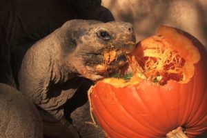 Animals Play With Pumpkins at the San Diego Zoo