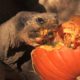 Animals Play With Pumpkins at the San Diego Zoo