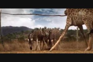 Animals Playing Soccer (World Cup South Africa 2010) Futbol (football)