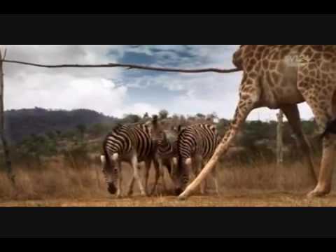 Animals Playing Soccer (World Cup South Africa 2010) Futbol (football)