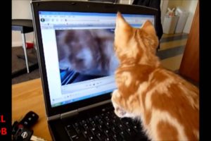Animals Playing on iPads Compilation 2014 - pt 1: CATS