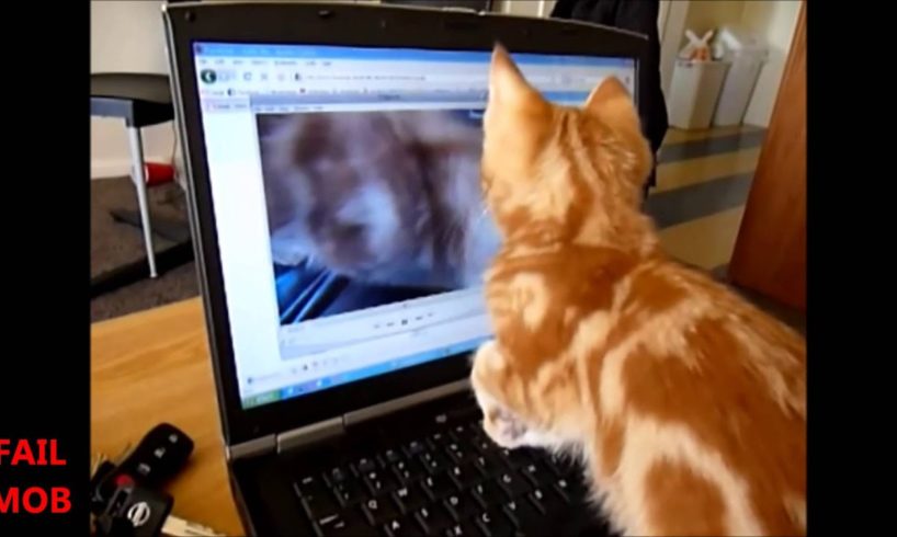 Animals Playing on iPads Compilation 2014 - pt 1: CATS