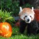 Animals at Chester Zoo get a Halloween pumpkin treat