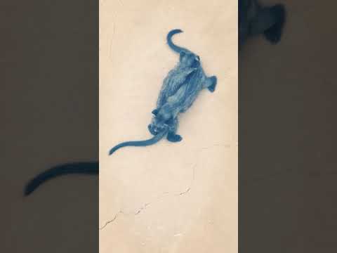 Animals fights video funy# munhiya janwar bijhu