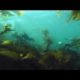 Animals of the Southern Ocean - Wild South America - BBC wildlife