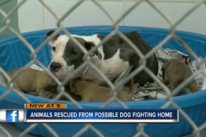 Animals rescued from possible dog fighting home