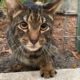 Another Unwanted Savannah Cat Gets A Forever Home