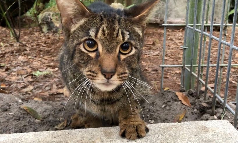 Another Unwanted Savannah Cat Gets A Forever Home