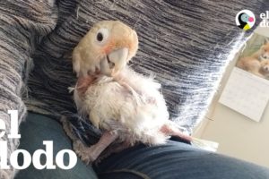 Ave espera décadas para encontrar su familia perfecta | El Dodo
