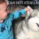BABY SCREAMS WITH LAUGHTER EVERYTIME HE TOUCHES DOG EARS! [CUTEST VIDEO EVER!!]