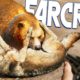 BEST Animal VS Animal Fights EVER! MY TAMED BEAUTIES! - Far Cry 5