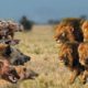 BEST Lion vs Hyena Real Fight! Hyena Lion Attack Hunting Fight!