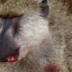 Baboons Fight for Mating Rights | BBC Earth